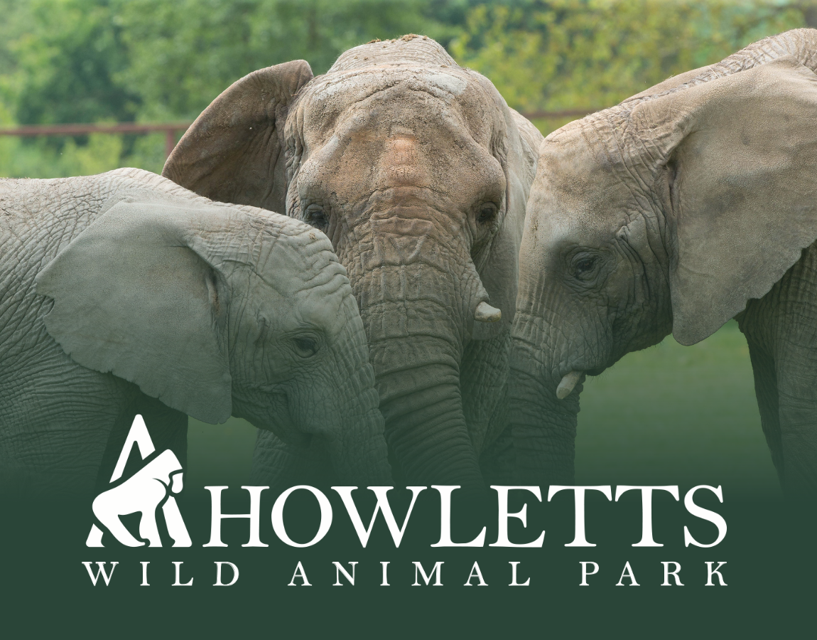 Howletts Wild Animal Park