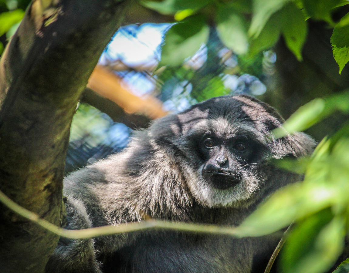 Conservation Partnerships