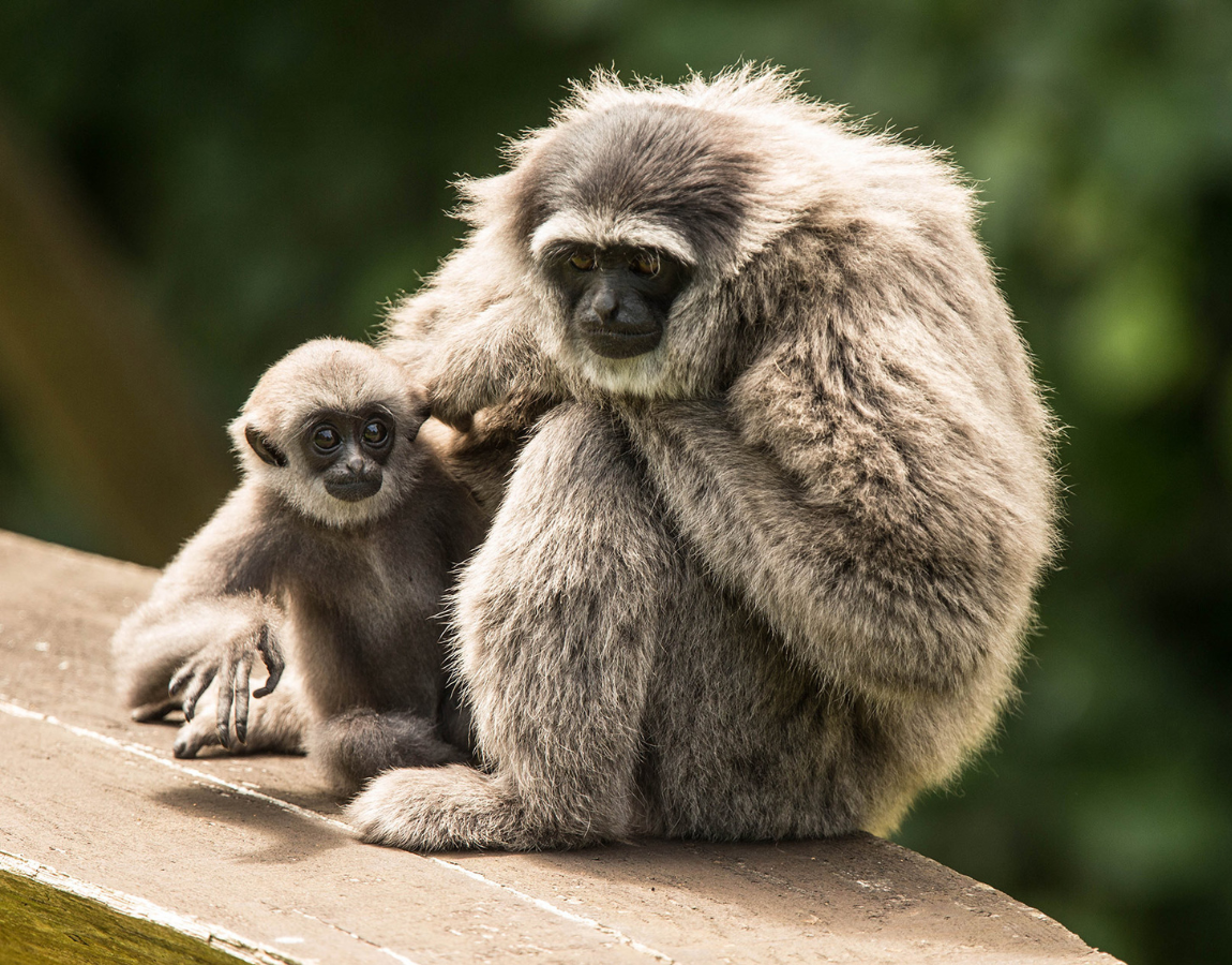 Animal Collection & Breeding Success